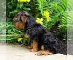 Small Photo #2 Yorkshire Terrier Puppy For Sale in FREDERICKSBG, OH, USA