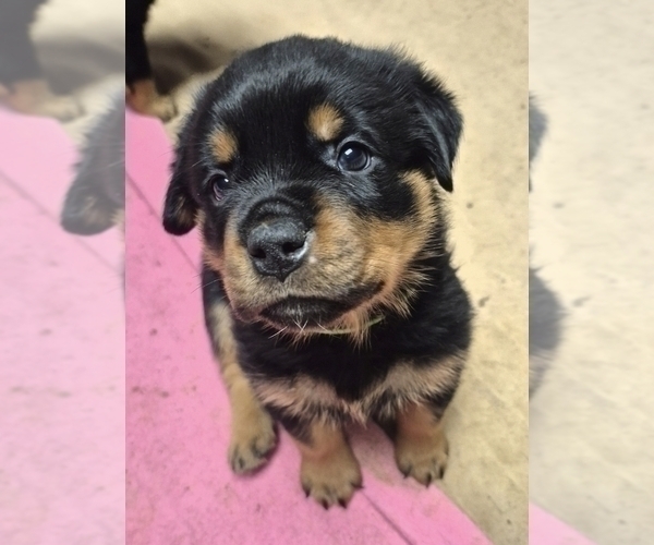 Medium Photo #2 Rottweiler Puppy For Sale in TAUNTON, MA, USA