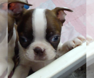 Boston Terrier Puppy for sale in CRKD RVR RNCH, OR, USA