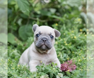 French Bulldog Puppy for Sale in ROANOKE, Illinois USA