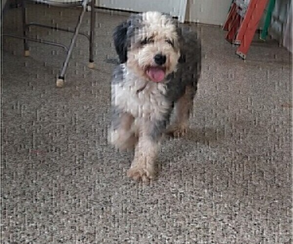 Medium Photo #1 Miniature Bernedoodle Puppy For Sale in LEETONIA, OH, USA
