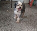 Small Photo #1 Miniature Bernedoodle Puppy For Sale in LEETONIA, OH, USA
