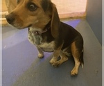 Small Photo #4 Beagle Puppy For Sale in SUFFOLK, VA, USA