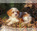 Small Photo #18 Cavapoo (Miniature)-Poodle (Standard) Mix Puppy For Sale in CAPAC, MI, USA