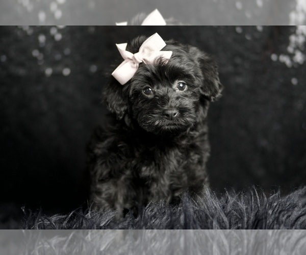 Medium Photo #25 Morkie Puppy For Sale in WARSAW, IN, USA
