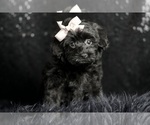 Small Photo #25 Morkie Puppy For Sale in WARSAW, IN, USA