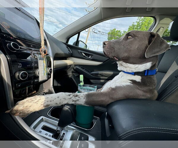 Medium Photo #12 American Pit Bull Terrier-Unknown Mix Puppy For Sale in Oakhurst, NJ, USA