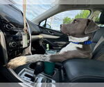 Small #11 American Pit Bull Terrier Mix