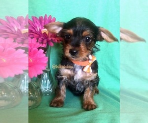 Yorkshire Terrier Puppy for sale in LEESBURG, AL, USA