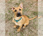 Small #3 German Shepherd Dog-Great Pyrenees Mix