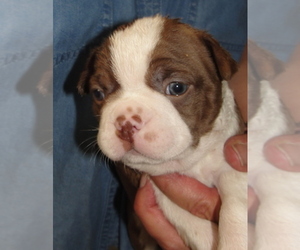 Boston Terrier Puppy for sale in CRKD RVR RNCH, OR, USA