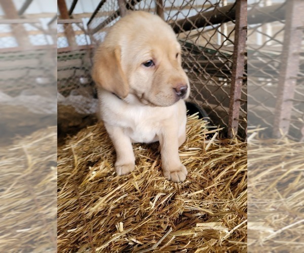Medium Photo #1 Labrador Retriever Puppy For Sale in KIMBALL, MN, USA