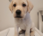Small Photo #4 Labrador Retriever Puppy For Sale in CHARLOTTE, NC, USA