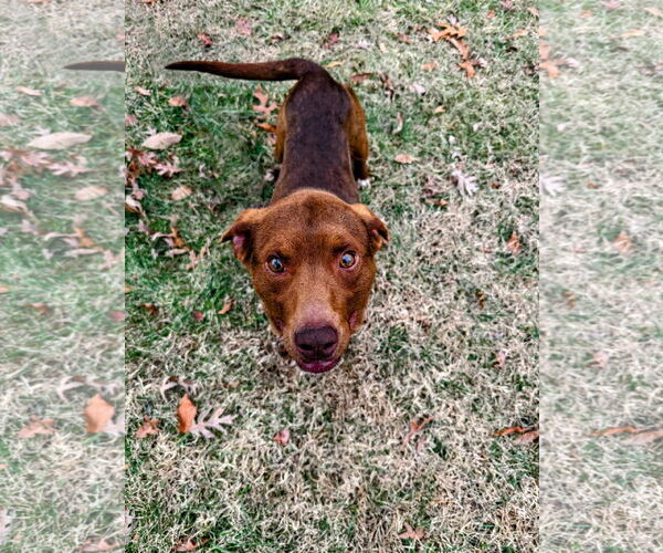 Medium Photo #3 Beagle-Unknown Mix Puppy For Sale in Rustburg, VA, USA