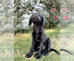 Small #2 Labradoodle