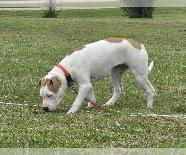 Medium Photo #33 American Bulldog Puppy For Sale in MARYVILLE, MO, USA