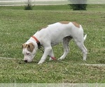Small Photo #33 American Bulldog Puppy For Sale in MARYVILLE, MO, USA