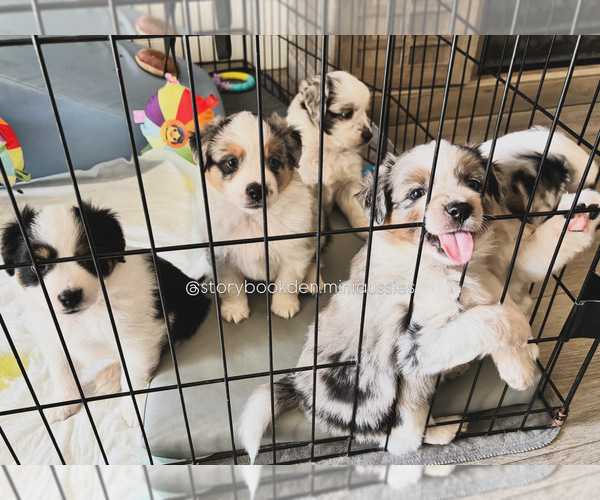 Medium Photo #1 Miniature Australian Shepherd Puppy For Sale in VALRICO, FL, USA