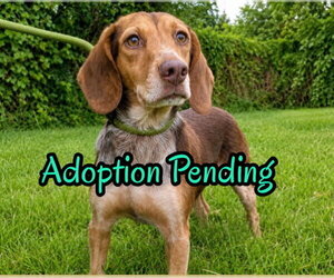 Beagle Dogs for adoption in Dunnellon, FL, USA
