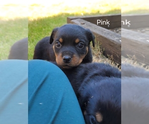 Rottweiler Puppy for sale in OLYMPIA, WA, USA