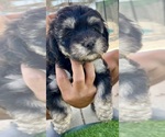 Puppy Male 3 Cock-A-Poo-Cockapoo Mix