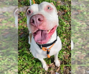 American Staffordshire Terrier-Unknown Mix Dogs for adoption in Fort Lauderdale, FL, USA