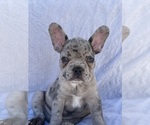 Puppy 1 French Bulldog