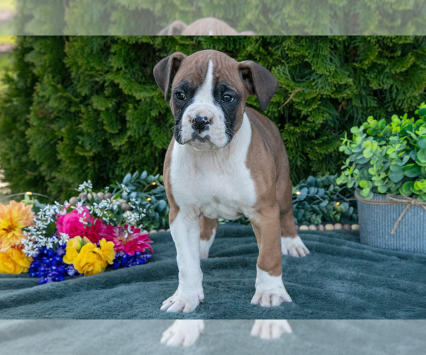 Medium Photo #2 Boxer Puppy For Sale in SHILOH, OH, USA