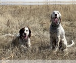 Small Photo #3 Llewellin Setter Puppy For Sale in LARAMIE, WY, USA
