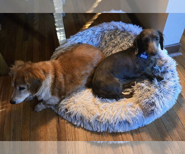 Medium Photo #1 Dachshund Puppy For Sale in Sioux Falls, SD, USA