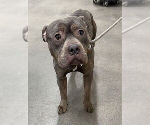 Mutt Dogs for adoption in Forestville, MD, USA