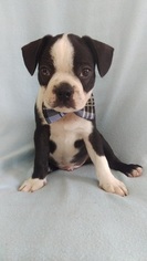 Boston Terrier Puppy for sale in LANCASTER, PA, USA