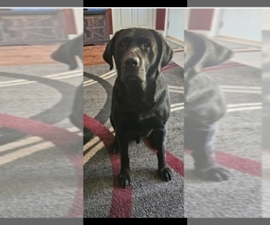 Father of the Labrador Retriever puppies born on 08/26/2025