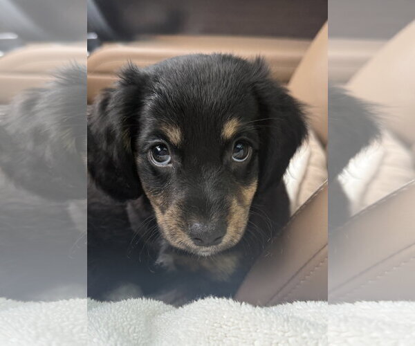 Medium Photo #1 Dachshund-Unknown Mix Puppy For Sale in The Woodlands, TX, USA