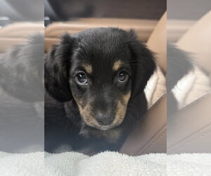 Dachshund-Unknown Mix Dogs for adoption in The Woodlands, TX, USA