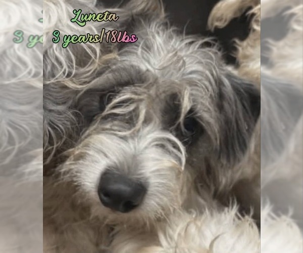 Medium Photo #1 Mutt Puppy For Sale in Woodbury, NY, USA