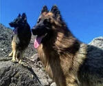 Small #7 King Shepherd