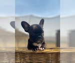 Small Photo #7 French Bulldog Puppy For Sale in PORTERVILLE, CA, USA