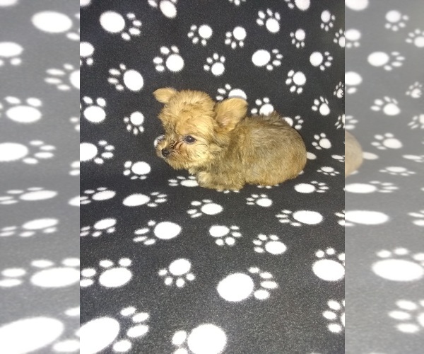 Medium Photo #4 Yorkshire Terrier Puppy For Sale in LAPEER, MI, USA