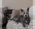 Small #7 Cairn Terrier-Miniature Schnauzer Mix