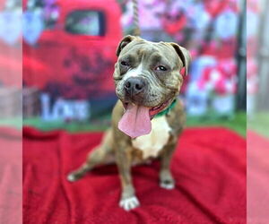 Mutt Dogs for adoption in Long Beach, CA, USA