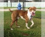 Small American Staffordshire Terrier