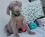 Small Photo #11 Weimaraner Puppy For Sale in NEWCASTLE, OK, USA