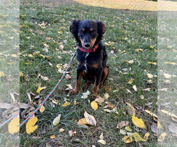Medium Photo #2 Australian Shepherd-Miniature Pinscher Mix Puppy For Sale in Omaha, NE, USA