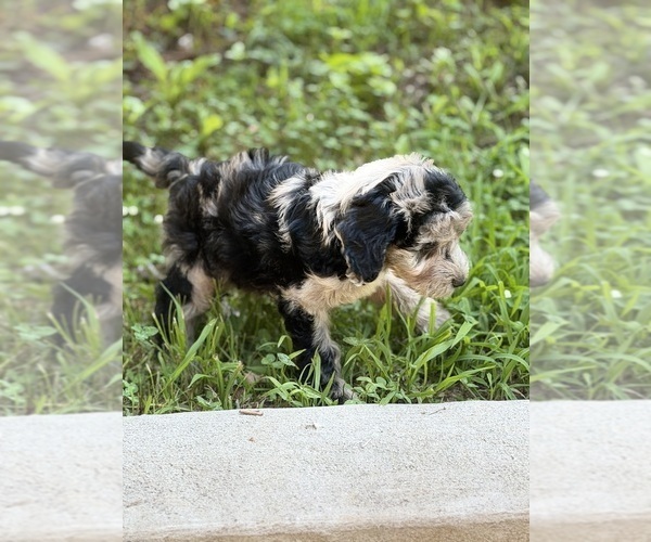 Medium Photo #8 Sheepadoodle Puppy For Sale in CLEMSON, SC, USA