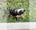 Small Photo #19 Sheepadoodle Puppy For Sale in CLEMSON, SC, USA