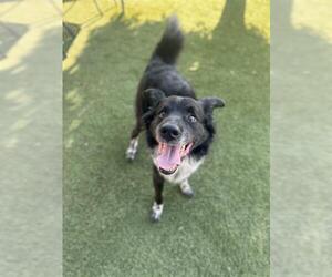 Border Collie-Unknown Mix Dogs for adoption in Chula Vista, CA, USA