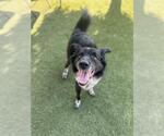 Small Border Collie Mix