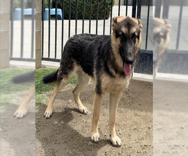 Medium Photo #1 German Shepherd Dog Puppy For Sale in Riverside, CA, USA
