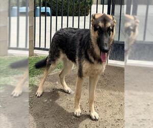 German Shepherd Dog Dogs for adoption in Riverside, CA, USA